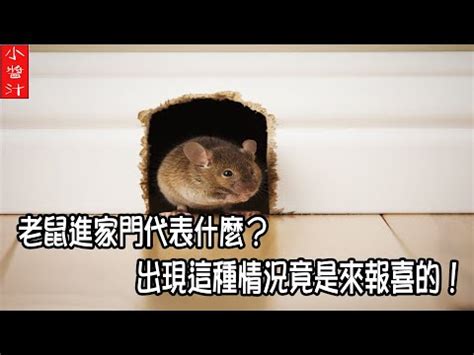 看到老鼠代表什么|【路上看到老鼠代表什麼】路上遇到老鼠？小心！這四個徵兆代表。